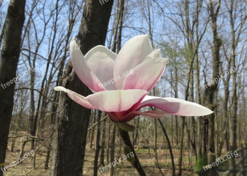 Flower Blossom Tree Flower Spring Bloom