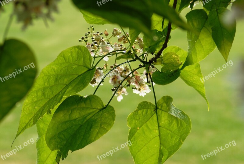 Nature Plant Catalpa Free Photos