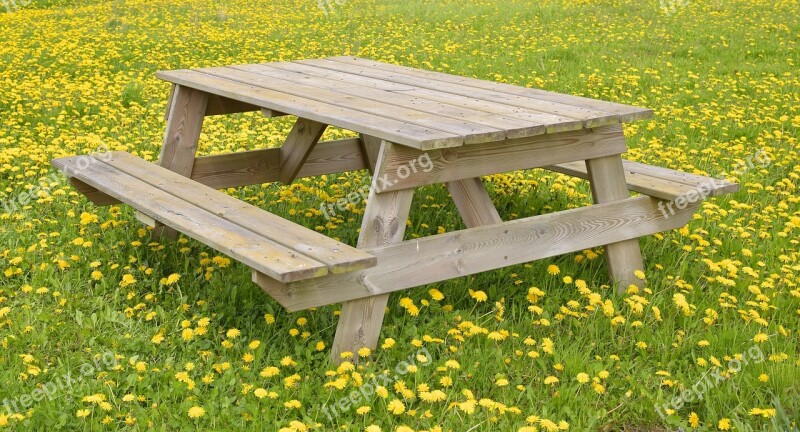 Resting Place Dandelion Meadow Grass Nature