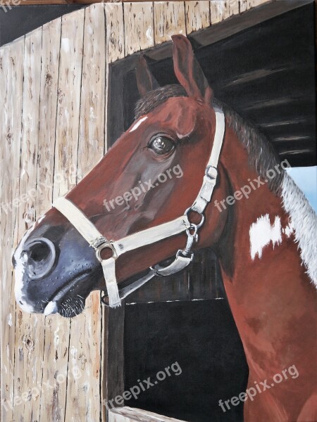 Horse Painted Acrylic Paints Head Animal