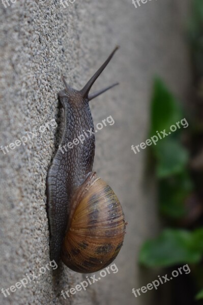 Snail Gastropod Slow Clam Invertebrate