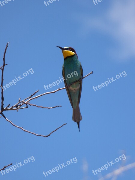 Bee-eater Abellerol Merops Apiaster Branch Sky