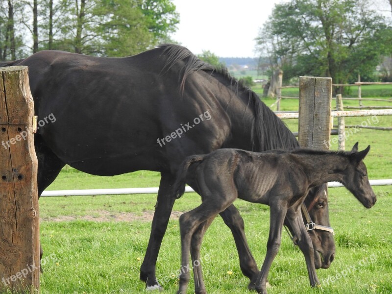 Mammals Animals Farm Lawn The Horse