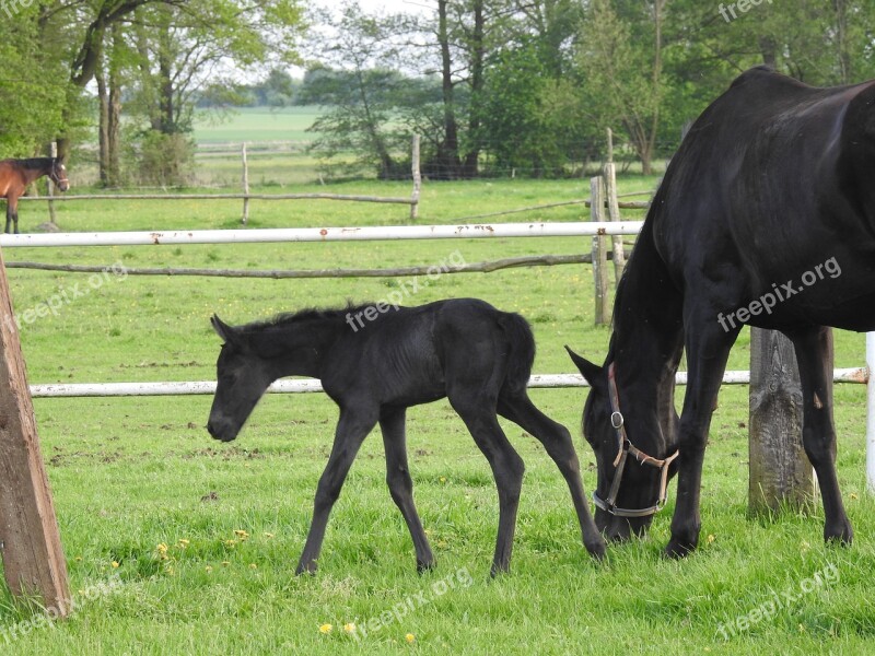 Mammals Animals Farm Lawn The Horse