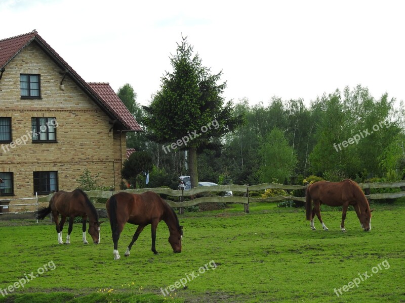 Farm Lawn Horse Mammals The Horse