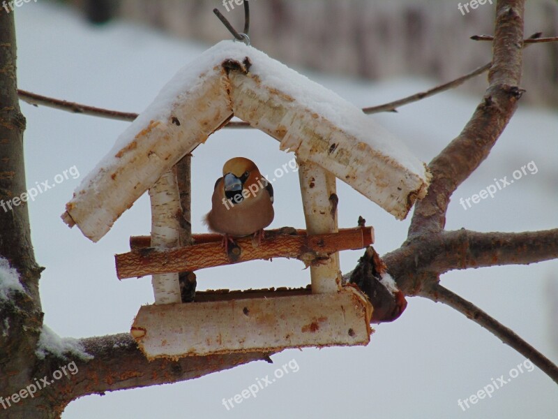 Cherry Cutter Outdoors Nature Bird Animal