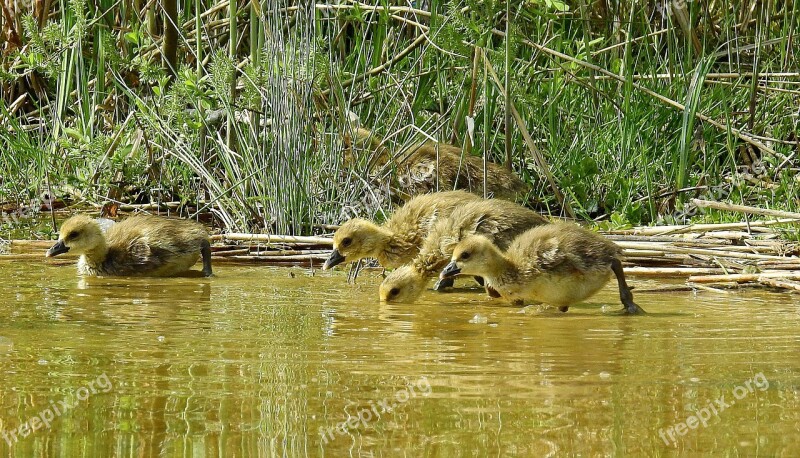 Animals Nature Young Goose Free Photos