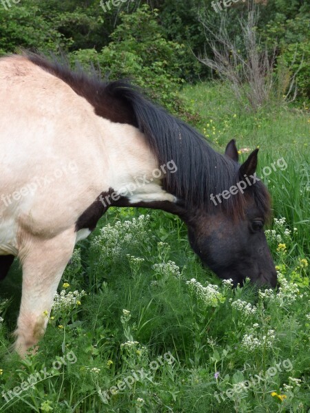 Horse Pacer Feed Pardo Grass