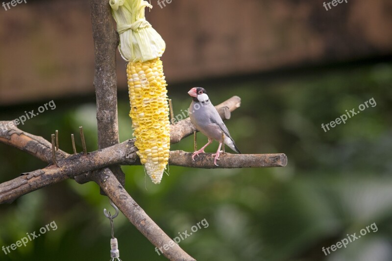 Nature Outdoor Tree Bird Wildlife