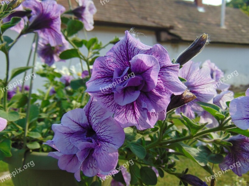 Petunia Flower Plant Garden Nature