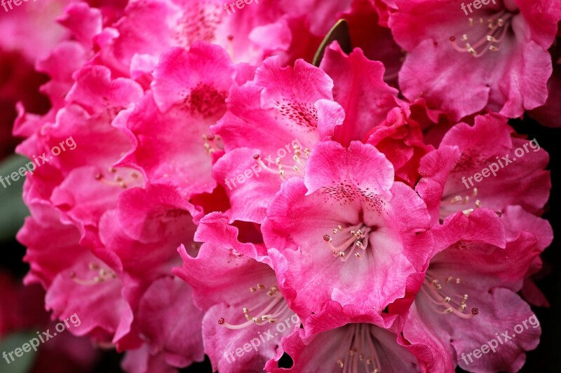 Rhododendron Blossom Bloom Red Light Red