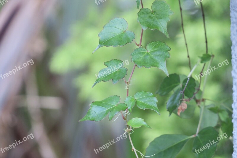 Leaf Plant Nature Kinds Of Food Outdoor