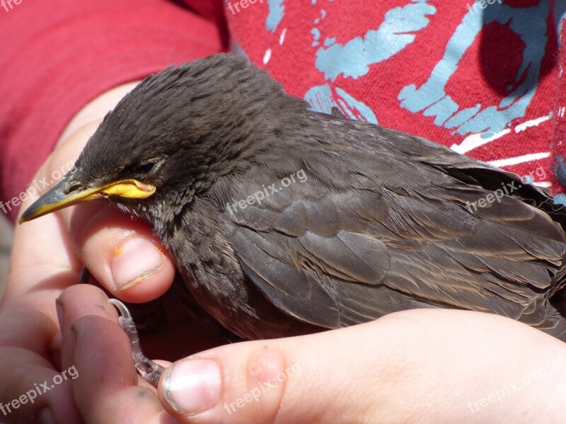 Starling Sturnus Vulgaris Estornell Chicken Breeding