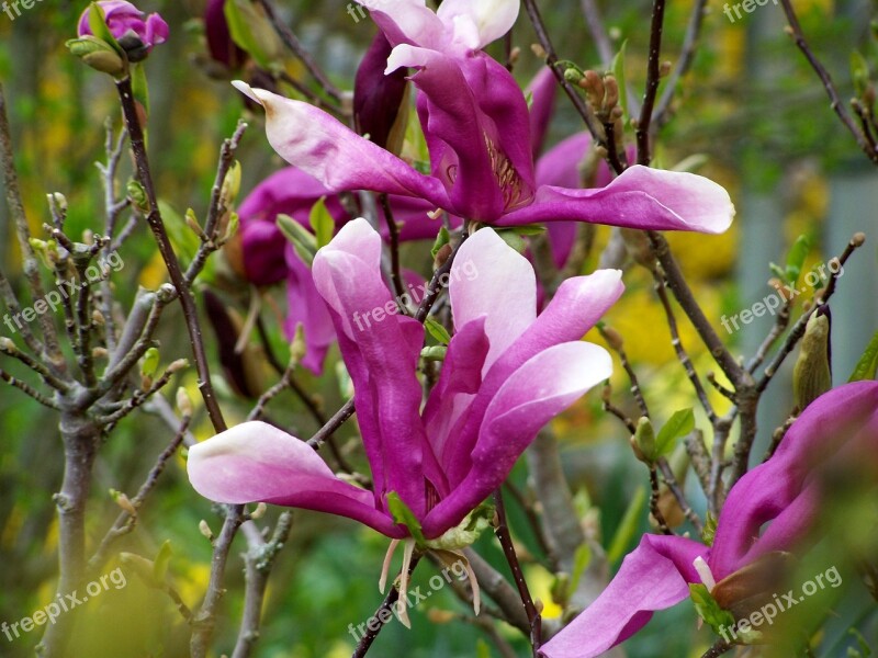 Magnolia Flower Nature Plant Free Photos