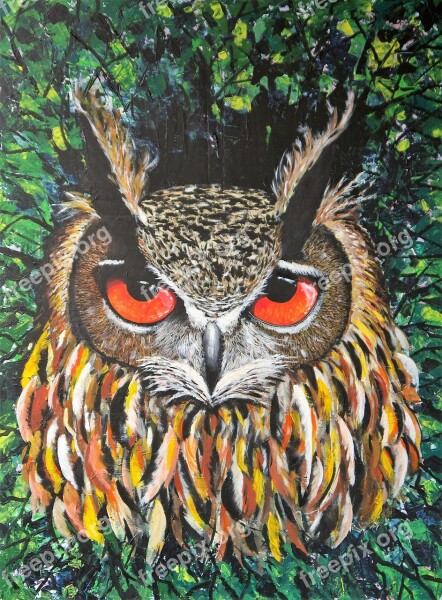 Owl Bird Nature Feather Animal