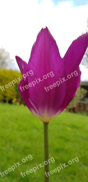 Nature Flower Summer Flora Tulip