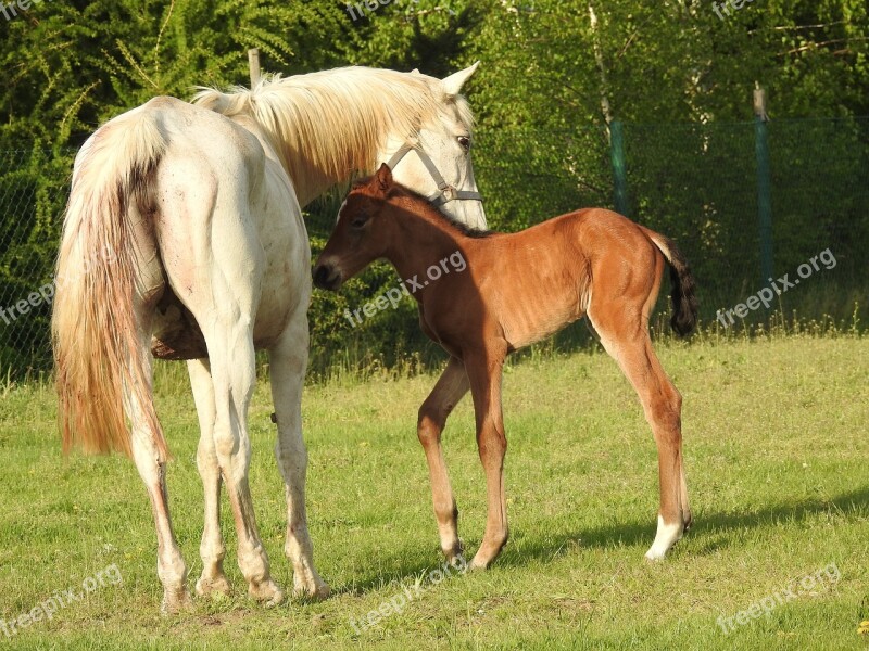 Mare Offspring Kennel The Horse Nature