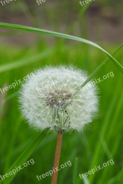 Nature Plant Lawn Summer Flower