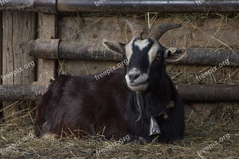 Mammalia Farm Capra Animalia Sheep