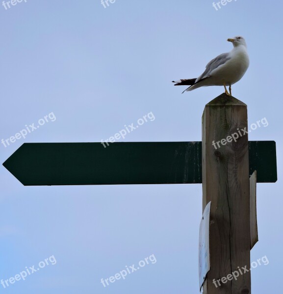 Bird Sky Seagulls Outdoors Daylight