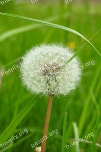 Lawn Nature Plant Summer Dandelion