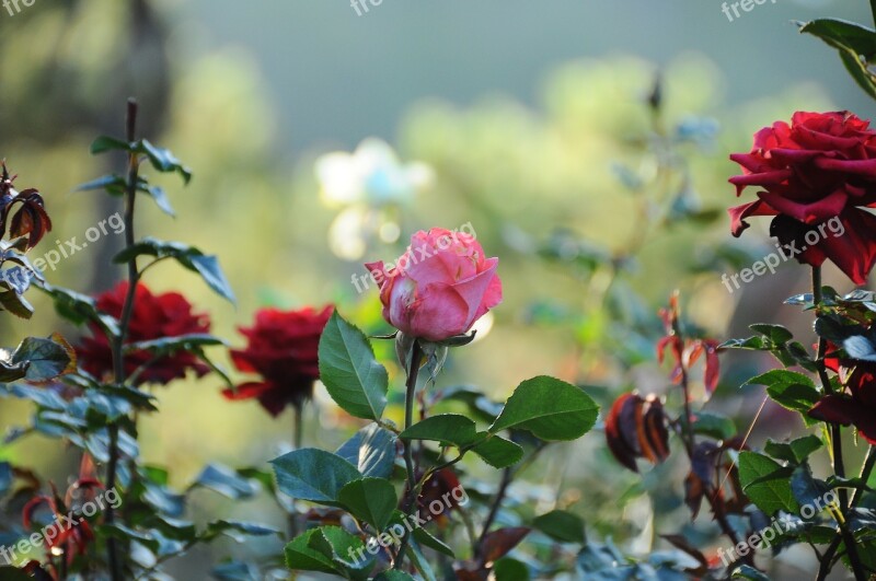 Flower Throat Red Rose Pristine Free Photos