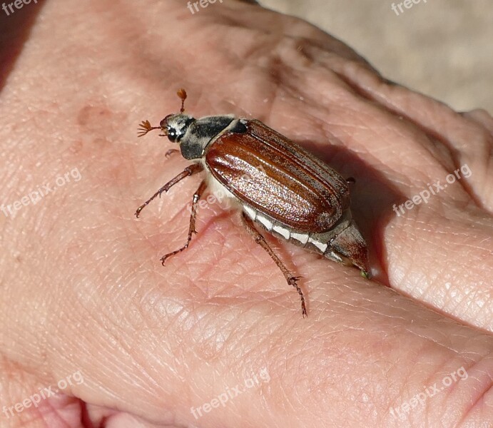 Maikäfer Aphid Melolontha Insect Beetle