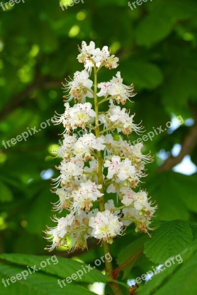 Chestnut Buckeye Blossom Bloom Candle