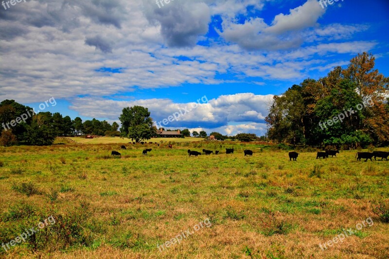 Nature Scenery Grass Wood Panorama Of