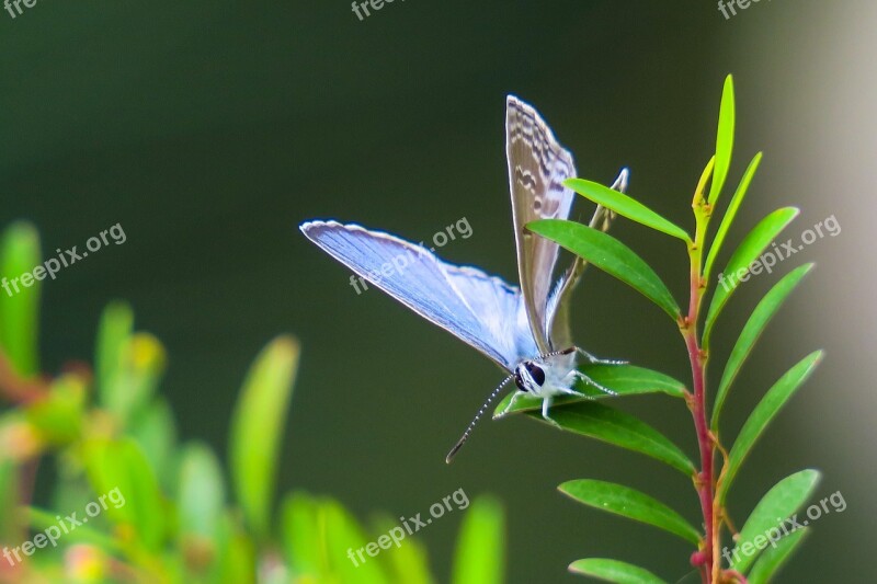 Butterfly Nature Insect Outdoor Summer