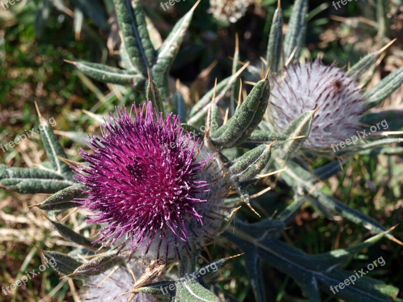 Thistle Wild Flower Nature Plant Purple Flower