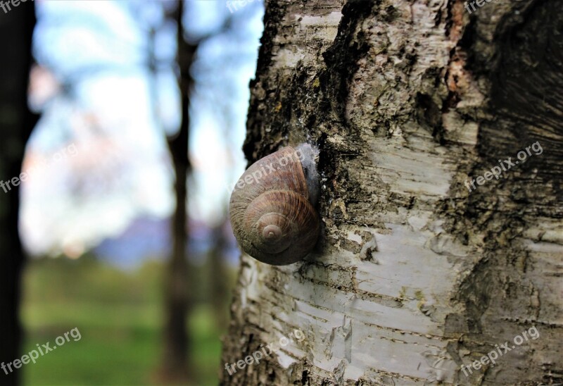 Snail Nature Animal Green Plant