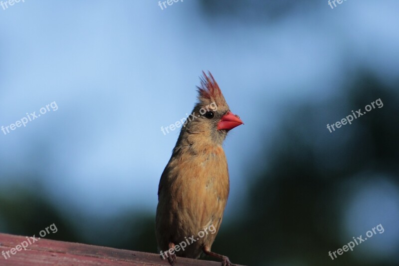 Nature Bird Wildlife Outdoors Female Cardinal