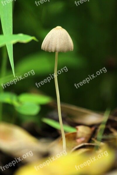 Nature Flora Outdoors Leaf Grass