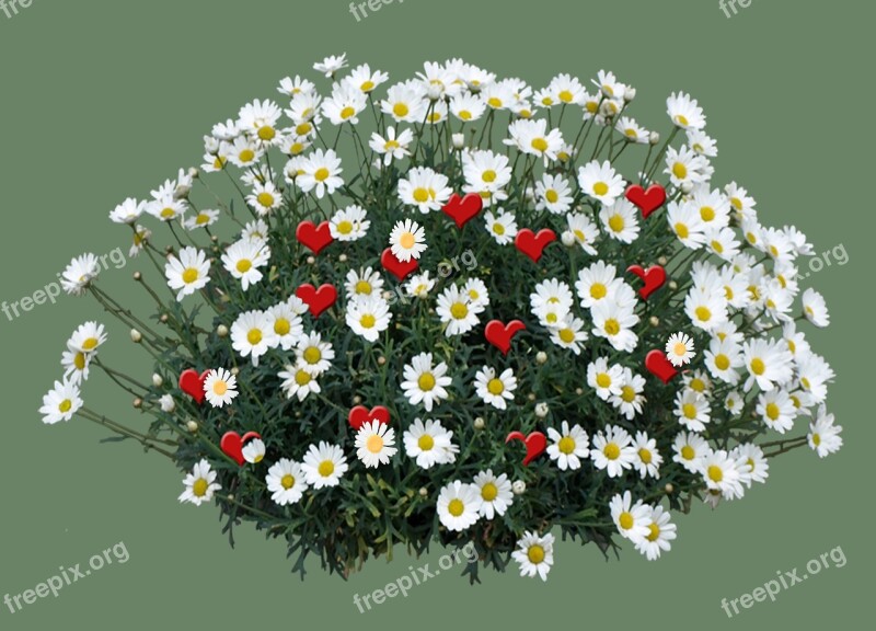 Marguerite Flowers Blossom Bloom White