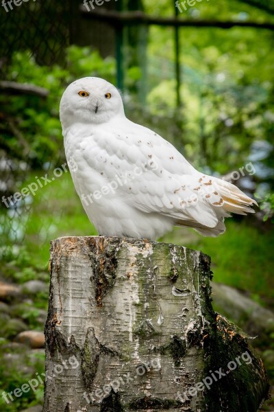 Nature Bird Animal World Wood Tree