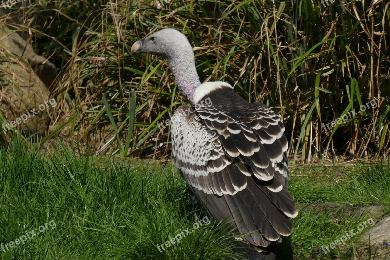 Vulture Bird Of Prey Zoo Blijdorp Rotterdam