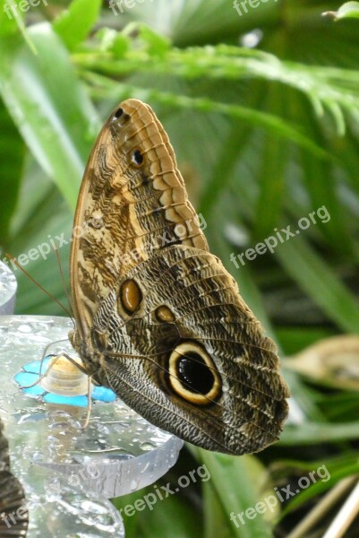 Butterfly Butterfly Garden Zoo Blijdorp Rotterdam