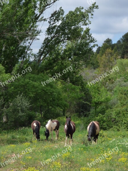 Horses Prado Priorat Montsant Nature