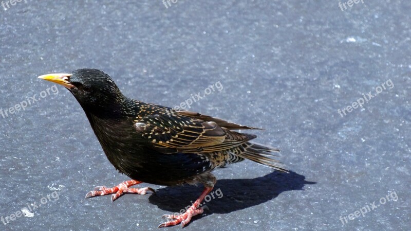 Bird Nature Wildlife Animal Black Bird