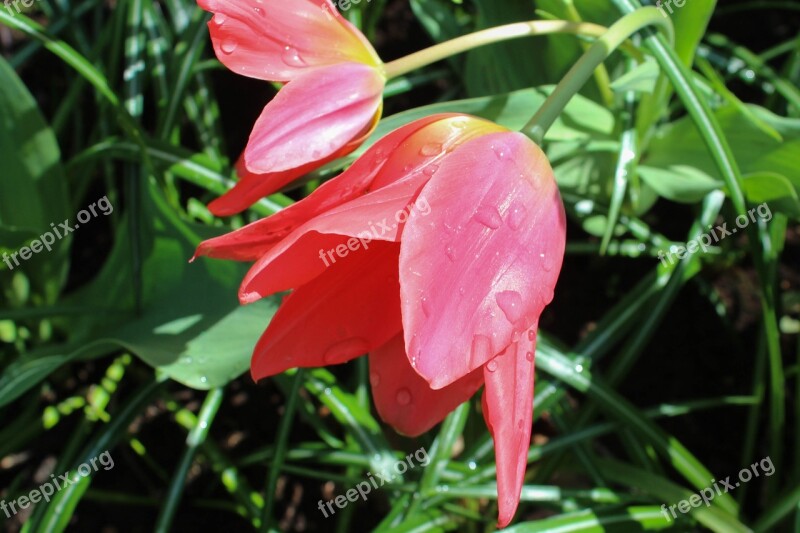 Nature Plant Tulip Red Garden