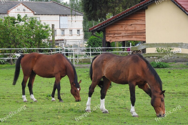 Farm Animals Mammals Catwalk The Horse