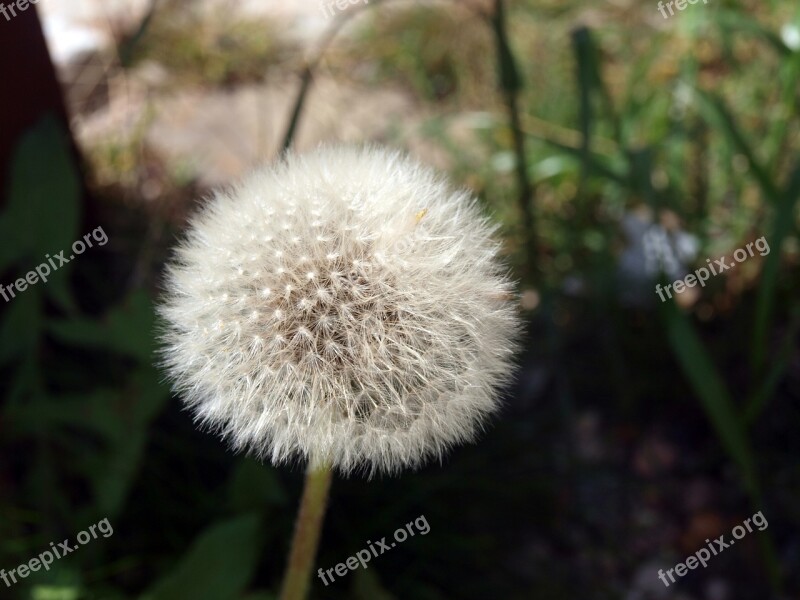 Flower Dandelion Ipselas Seeds Plant Nature