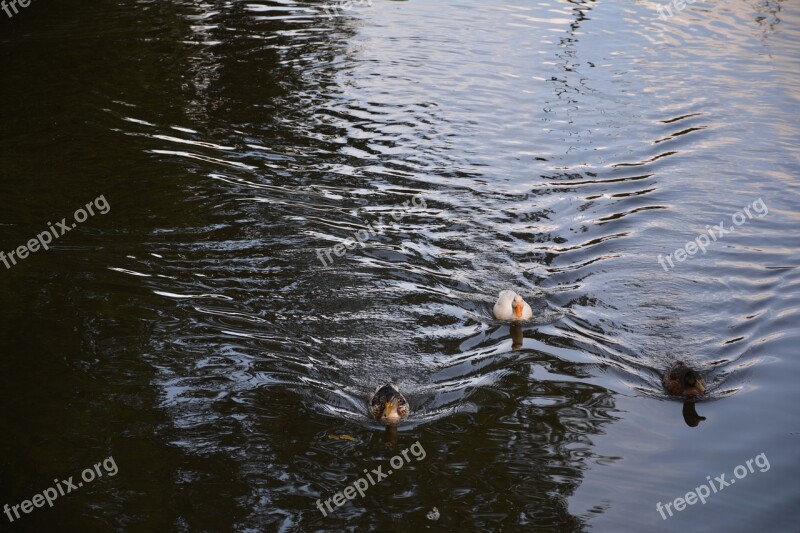 Body Of Water River Nature Outdoor Wet