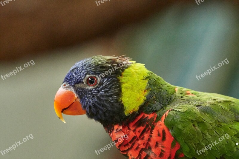 Lorikeet Parrot New Guinea Lori Bird