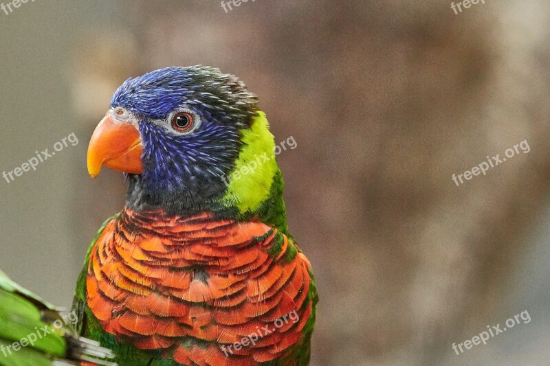 Lorikeet Parrot New Guinea Lori Bird