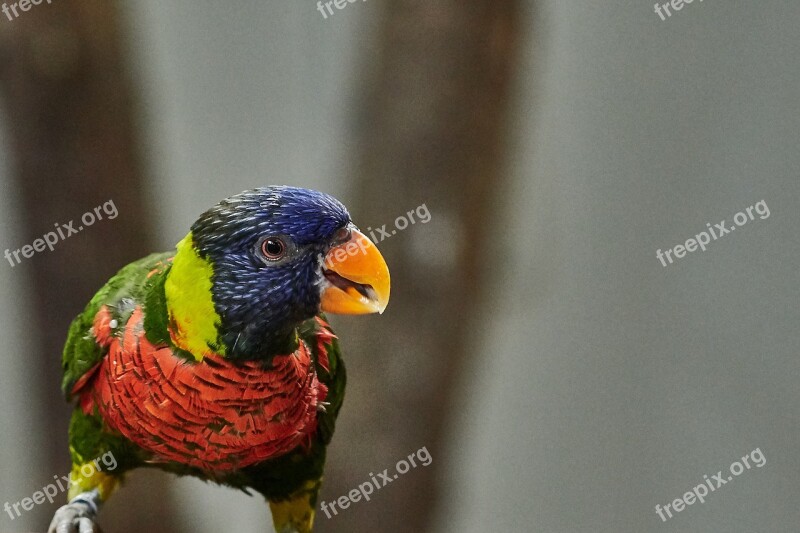 Lorikeet Parrot New Guinea Lori Bird