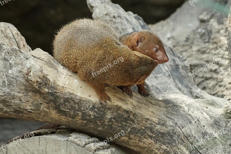 Mongoose Nature Animal World Mammal Animal