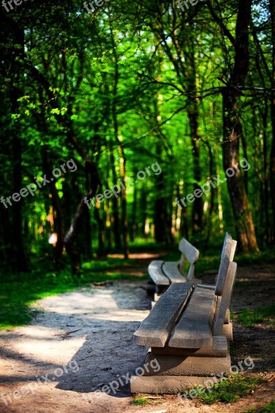 Nature Park Forest Relaxation Forest Path