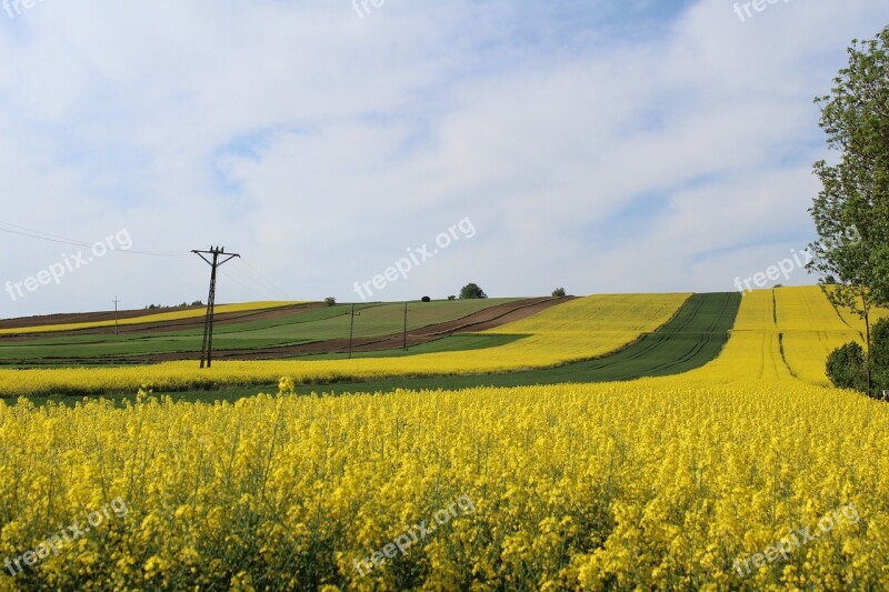 Field Farm Landscape Nature Rape